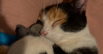 lise pet sitter à CHATILLON COLIGNY 45230_1