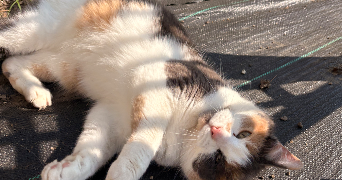 margot pet sitter à LILLE 59000_1