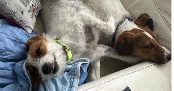 mélissande pet sitter à ST ETIENNE DE CHIGNY 37230_6