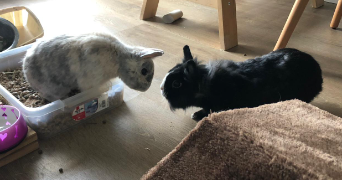 julien pet sitter à FOUGERES 35300_3