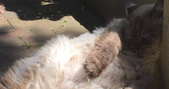 clarisse pet sitter à MONS EN BAROEUL 59370_1