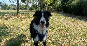 cassandra pet sitter à MARCHEPRIME 33380_1