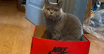 célia dog sitter à DUGNY 93440_3