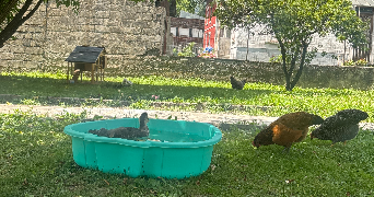 céline pet sitter à ALBERTVILLE 73200_1