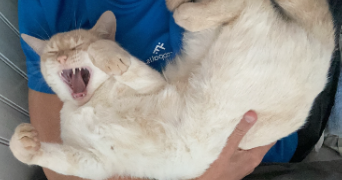 enora pet sitter à ST AGATHON 22200_1