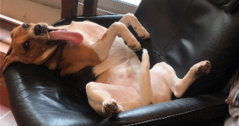 quentin pet sitter à MONTPELLIER 34000_2