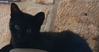laetitia pet sitter à MORTEFONTAINE 02600_1