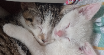 Stephanie pet sitter à LE CATEAU CAMBRESIS 59360_9