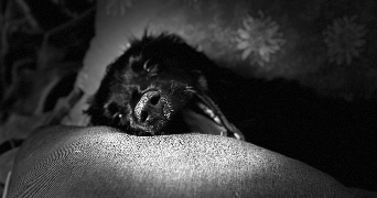 ines pet sitter à VAUGNERAY 69670_1