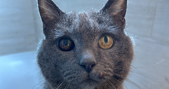 lomane pet sitter à CAMORS 56330_7
