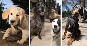 sherazade pet sitter à COMBS LA VILLE 77380