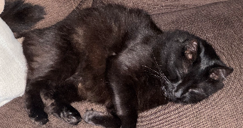 marion pet sitter à Nice 06000_4