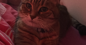 lilou pet sitter à PETIT COURONNE 76650_1