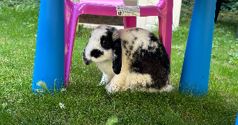 eva pet sitter à CHENOVE 21300_1