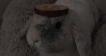 pierre pet sitter à NANTES 44300_3