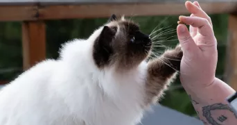 diane cat sitter à REIGNIER ESERY 74930