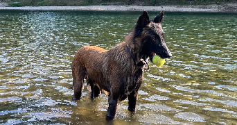 lise pet sitter à TOULOUSE 31000_0