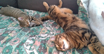 cécilia pet sitter à RENNES 35000_6