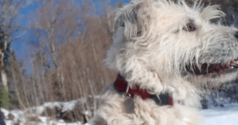 pascal dog sitter à BOGEVE 74250_7