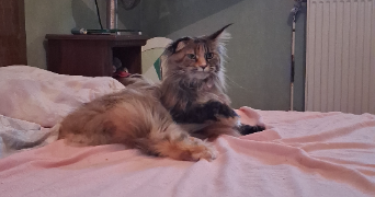 nadège pet sitter à METZ 57070_4