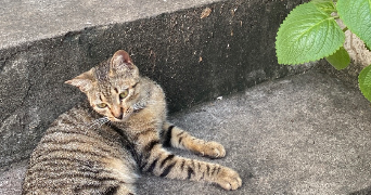 ameline pet sitter à Angers 49100_9