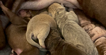 timéa dog sitter à BLET 18350_3