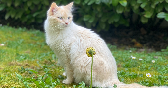 maureen pet sitter à ANGOULEME 16000_1