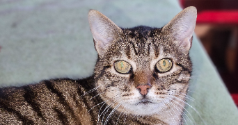 candy pet sitter à CHAMPIGNY 89340_4