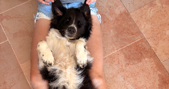 lisa pet sitter à LYON 08 69008_3
