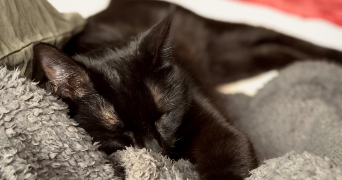 manon pet sitter à TOURCOING 59200_11