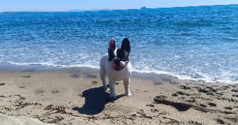 april pet sitter à ISTRES 13800_6