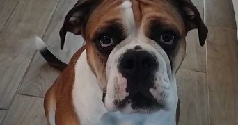 emilie pet sitter à LIMAS 69400_1