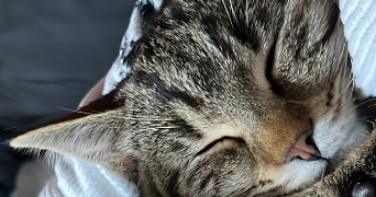 cataypeirin pet sitter à LESCURRY 65140_0