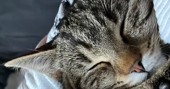 cataypeirin pet sitter à LESCURRY 65140