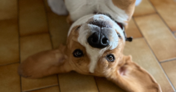 valentine pet sitter à MILLY LA FORET 91490_2