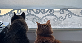 alexandra pet sitter à BREST 29200_1