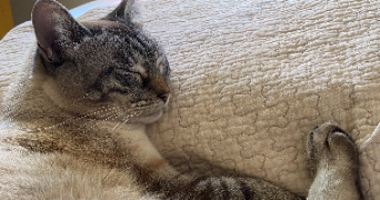 alice pet sitter à Cesson-Sévigné 35510_1