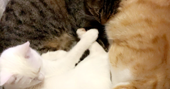 elies pet sitter à POURCIEUX 83470_1