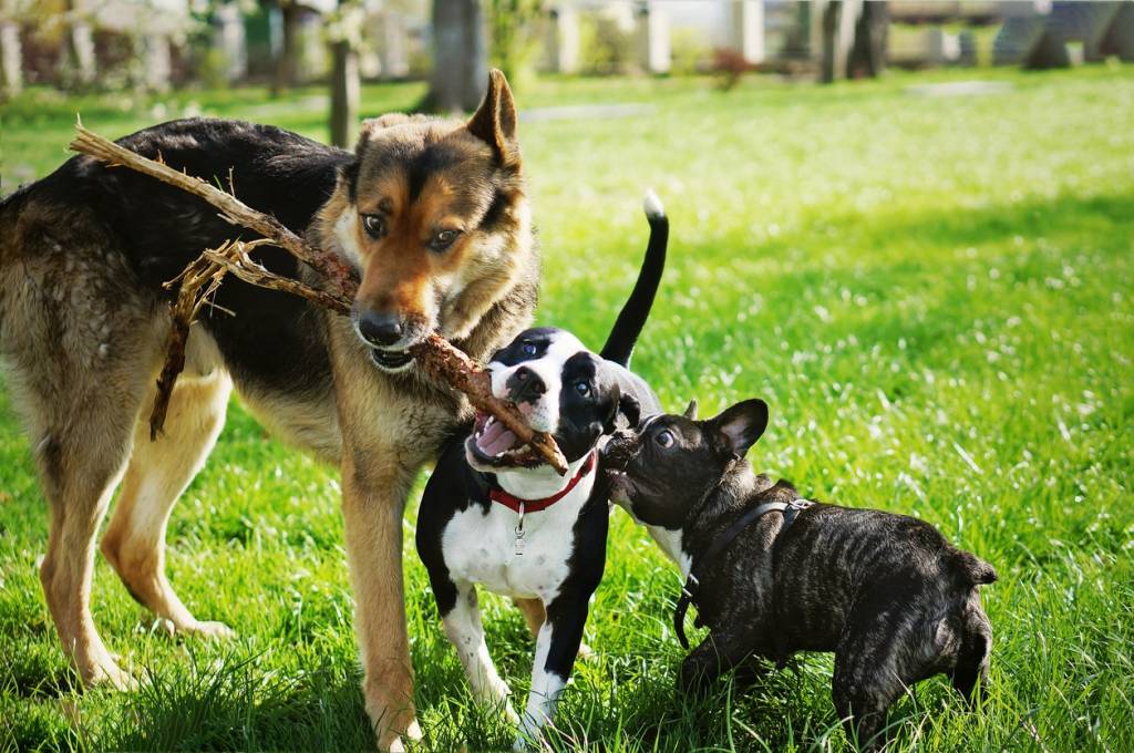 Lucie pet sitter à Le Vast 50630