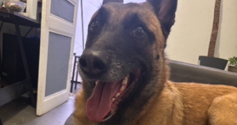 stanislas pet sitter à LE COTEAU 42120_2