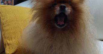 marie jose dog sitter à ST AVE 56890_3