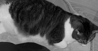 chloe pet sitter à LILLE 59000_2