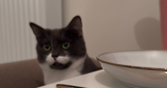 léonie pet sitter à FONTAINE 38600_1