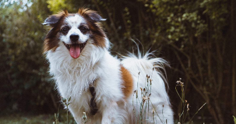 sophie pet sitter à BOIS COLOMBES 92270_2