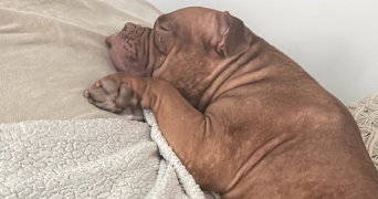 aline pet sitter à BRUNOY 91800_6