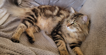 sandra pet sitter à AUBORD 30620_9