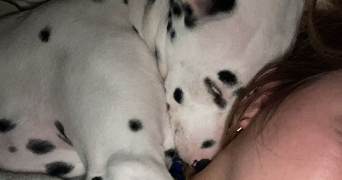 emery pet sitter à MARQUETTE LEZ LILLE 59520_5