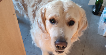 jade pet sitter à NANTES 44000_5