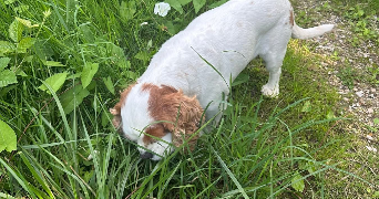 séverine pet sitter à COUTEVROULT 77580_6