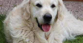 isabelle pet sitter à ANDILLY 95580_2
